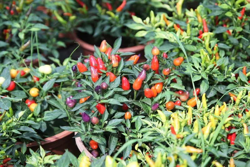 Kiểng nông sản đắt khách ở chợ hoa Tết Sài Gòn ảnh 2